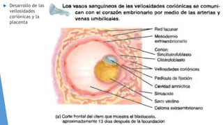  Desarrollo de las
vellosidades
coriónicas y la
placenta
 