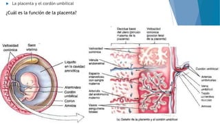  La placenta y el cordón umbilical
¿Cuál es la función de la placenta?
 