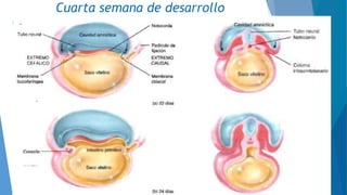 Cuarta semana de desarrollo
 