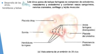  Desarrollo de los
arcos,
hendiduras y bolsas
 