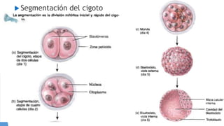  Segmentación del cigoto
 