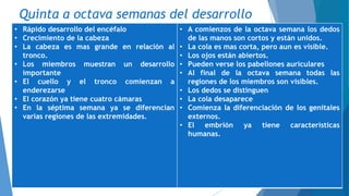Quinta a octava semanas del desarrollo
• Rápido desarrollo del encéfalo
• Crecimiento de la cabeza
• La cabeza es mas grande en relación al
tronco.
• Los miembros muestran un desarrollo
importante
• El cuello y el tronco comienzan a
enderezarse
• El corazón ya tiene cuatro cámaras
• En la séptima semana ya se diferencian
varias regiones de las extremidades.
• A comienzos de la octava semana los dedos
de las manos son cortos y están unidos.
• La cola es mas corta, pero aun es visible.
• Los ojos están abiertos.
• Pueden verse los pabellones auriculares
• Al final de la octava semana todas las
regiones de los miembros son visibles.
• Los dedos se distinguen
• La cola desaparece
• Comienza la diferenciación de los genitales
externos.
• El embrión ya tiene características
humanas.
 