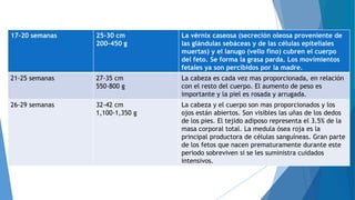 17-20 semanas 25-30 cm
200-450 g
La vérnix caseosa (secreción oleosa proveniente de
las glándulas sebáceas y de las células epiteliales
muertas) y el lanugo (vello fino) cubren el cuerpo
del feto. Se forma la grasa parda. Los movimientos
fetales ya son percibidos por la madre.
21-25 semanas 27-35 cm
550-800 g
La cabeza es cada vez mas proporcionada, en relación
con el resto del cuerpo. El aumento de peso es
importante y la piel es rosada y arrugada.
26-29 semanas 32-42 cm
1,100-1,350 g
La cabeza y el cuerpo son mas proporcionados y los
ojos están abiertos. Son visibles las uñas de los dedos
de los pies. El tejido adiposo representa el 3.5% de la
masa corporal total. La medula ósea roja es la
principal productora de células sanguíneas. Gran parte
de los fetos que nacen prematuramente durante este
periodo sobreviven si se les suministra cuidados
intensivos.
 