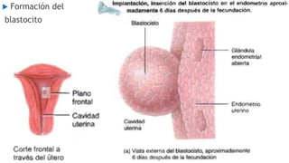  Formación del
blastocito
 