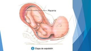 Biología del desarrollo