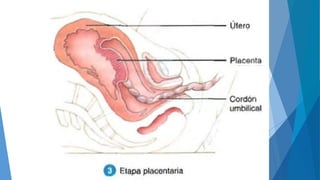 Biología del desarrollo