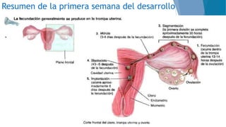 Resumen de la primera semana del desarrollo
 