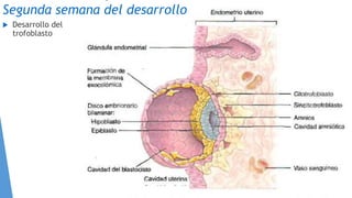 Segunda semana del desarrollo
 Desarrollo del
trofoblasto
 
