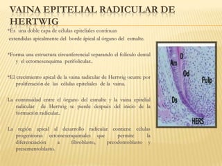 Biologia Del Desarrollo Periodontal Y Radicular PPTX biologia-del-desarrollo-periodontal-y-radicular-pptx