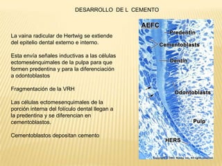 Biologia Del Desarrollo Periodontal Y Radicular PPTX biologia-del-desarrollo-periodontal-y-radicular-pptx