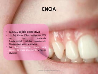ENCIA



• Epitelio y tejido conectivo
• (+) Tej. Conec (fibras colágenas 60%
  del            vol.,         sustancia
  fundamental, células (ppalmente
  fibloblastos) vasos y nervios.
• las fibras colágenas sirven para
  adherir la encía al cemento y hueso
  alveolar




                               ANDREA ELIZABETH BERRIOS JARA
 
