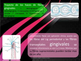 Trayecto de los haces de fibras
gingivales:  1   dentogingival, 2
alveologingival, 3 interpapilar, 4 transgingival, 5
circular 7 transeptal, 9 intercircular, 10
intergingival




                                conocimiento fibras con aplicación clínica; puesto que
                                las fibras del Lig periodontal y las fibras

                                transeptales                  gingivales              se
                                remodelan eficientemente en solo 2 a 3 meses. Mientras que
                                las fibras
                                        supracrestales pueden tardar mas
                                de un año.
                                  ANDREA ELIZABETH BERRIOS JARA
 