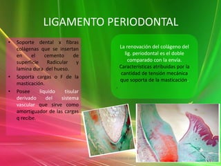 LIGAMENTO PERIODONTAL
•   Soporte dental x fibras
    colágenas que se insertan                             La renovación del colágeno del
    en     el     cemento      de                            lig. periodontal es el doble
    superficie     Radicular     y                             comparado con la envía.
    lamina dura del hueso.                                Características atribuidas por la
                                                           cantidad de tensión mecánica
•   Soporta cargas o F de la
                                                          que soporta de la masticación.
    masticación.
                                                      .
•   Posee      liquido     tisular
    derivado       del   sistema
    vascular que sirve como
    amortiguador de las cargas
    q recibe.




                                     ANDREA ELIZABETH BERRIOS JARA
 