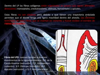Dentro del LP las fibras colágenas están organizadas en grupos que siguen diferentes
direcciones: transeptales, crestialveolares, oblicuas, horizontales y apicales.

Estas fibras no son elásticas pero debido a que tienen una trayectoria ondulada
permiten que el diente tenga una ligera movilidad dentro del alveolo. Los extremos
terminales de estas fibras que se insertan en cemento y hueso reciben el nombre de
FIBRAS DE SHARPEY




Fibras del LPD: oponen resisten a diversos
movimientos de la siguiente manera: 1) F. de la
Cresta Alveolar (extrusión); 2) F. Horizontales
(rotación); 3) F. Oblicuas (intrusión); 4) F.
Apicales (extrusión); y 5) F. Interradiculares
                                 ANDREA ELIZABETH BERRIOS JARA
 