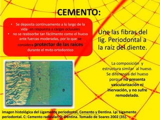 CEMENTO:
    • Se deposita continuamente a lo largo de la
          vida, en respuesta a cargas oclusales
   • no se reabsorbe tan fácilmente como el hueso      Une las fibras del
         ante fuerzas moderadas, por lo que se         lig. Periodontal a
         considera protector de las raíces
               durante el mvto ortodontico             la raíz del diente.

                                                               La composición y
                                                          estructura similar al hueso.
                                                            Se diferencia del hueso
                                                              porque no presenta
                                                               vascularización ni
                                                             inervación, y no sufre
                                                                 remodelado.


imagen histológica del Ligamento periodontal, Cemento y Dentina. Lp: Ligamento
                                    ANDREA ELIZABETH BERRIOS JARA
periodontal. C: Cemento radicular. D: Dentina. Tomado de Soares 2002 (35).
 