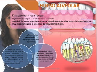 HUESO ALVEOLAR
          Da soporte a los dientes.
          El grosor varia según la localización en la arcada.
          cantidad de hueso esponjoso presente inmediatamente adyacente a la lamina dura es
          muy importante para la velocidad del movimiento dental.




                               Desplazamientos
                               mesiodistales : +
                             fáciles (mayor hueso
                                   esponjoso)



Ej: cuando un diente es
movido hacia una zona de                        movimiento hacia
reciente extracción, (el                      vestibular o lingual es
remodelado óseo esta mas                     mas difícil y lento, + en
activo: células en proceso                   pacientes adultos donde
de diferenciacion y la                        existe menor cantidad
cantidad      de     hueso                     de hueso esponhoso
reabsorbido es menor)


                                              ANDREA ELIZABETH BERRIOS JARA
 
