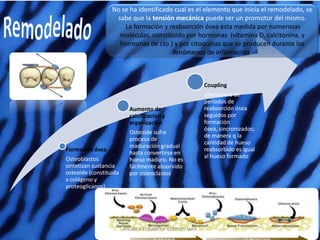 No se ha identificado cual es el elemento que inicia el remodelado, se
                   sabe que la tensión mecánica puede ser un promotor del mismo.
                      La formación y reabsorción ósea esta medida por numerosas
                    moléculas, constituido por hormonas (vitamina D, calcitonina, y
                    hormonas de cto.) y por citoquinas que se producen durante los
                                       fenómenos de inflamación.



                                                        Coupling
                                                        alternancia de
                                                        periodos de
                          Aumento de                    reabsorción ósea
                          calcificacion y               seguidos por
                          organización                  formación
                                                        ósea, sincronizados;
                          Osteoide sufre
                                                        de manera q la
                          proceso de
                                                        cantidad de hueso
                          maduración gradual
Formación ósea                                          reabsorbido es igual
                          hasta convertirse en
Osteoblastos                                            al hueso formado
                          hueso maduro. No es
sintetizan sustancia      fácilmente absorvido
osteoide (constituida     por osteoclastos
x colágeno y
proteoglicanos)




                        ANDREA ELIZABETH BERRIOS JARA
 
