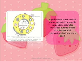 Superficies del hueso (células
                           mesemquimales) capaces de
                             responder a estímulos
                            mecánicos durante toda la
                               vida, la capacidad
                          regenerativa disminuye con la
                                       edad.




ANDREA ELIZABETH BERRIOS JARA
 