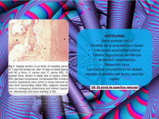 HISTOLOGIA
                         • Zona acelular en LP
                  • Perdida de la arquitectura tisular
                     • Coloración eosinofila(hialina)
                    • Células fagocitarias periféricas
                        • Actividad osteoclastica
                           • Resorción ósea
                   Las fuerzas ortodonticas no deben
                  exceder la presion del lecho vascular
                                 capilar




ANDREA ELIZABETH BERRIOS JARA
 