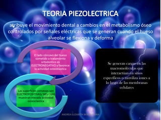 atribuye el movimiento dental a cambios en el metabolismo óseo
controlados por señales eléctricas que se generan cuando el hueso
                  alveolar se flexiona y deforma


                El lado cóncavo del hueso
                 sometido a tratamiento
                      ortodontico es
              ELECTRONEGATIVO y favorece
                                                                      Se generan cargas en las
                la actividad osteoblastica                              macromoléculas que
                                                                         interactúan en sitios
                                                                    específicos o moviliza iones a
                                                                     lo largo de las membranas
                                                                               celulares
    Las superficies convexas son
   ELECTROPOSITIVAS/ NEUTRAS
    muestran elevada actividad
           osteoclastica



                                    ANDREA ELIZABETH BERRIOS JARA
 