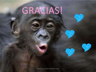 GRACIAS!




  ANDREA ELIZABETH BERRIOS JARA
 
