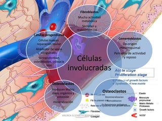 Fibroblastos
                                   Mucha actividad
                                    metabólica
                                      Secretan y
                                  reabsorben col.
Células progenitoras
   Células nuevas:                                                    Cementoblastos
  reparación tisular                                                    De origen
 Alrededor de vasos                                                    mesemquimal
     sanguíneos                                                   Periodos de actividad
   Se transforman
osteoblastos, osteocla
                              Células                                   y reposo

         stos
                           involucradas
             Osteoblastos
             Producen Matriz
             ósea, orgánica y                          Osteoclastos
                osteoide                                  Desmineralizacion
                                                           Remodelacion
              mineralización
                                                       En fenomenos patlogicos



                       ANDREA ELIZABETH BERRIOS JARA
 