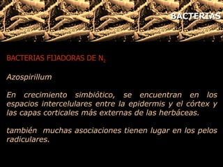 BACTERIAS FIJADORAS DE N 2 Azospirillum  En crecimiento simbiótico, se encuentran en los espacios intercelulares entre la epidermis y el córtex y las capas corticales más externas de las herbáceas. también  muchas asociaciones tienen lugar en los pelos radiculares.       BACTERIAS 