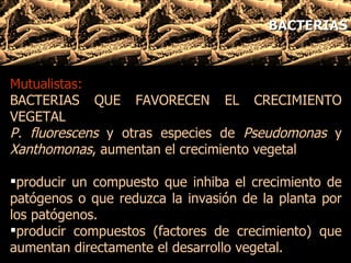 Mutualistas: BACTERIAS QUE FAVORECEN EL CRECIMIENTO VEGETAL P. fluorescens  y otras especies de  Pseudomonas  y  Xanthomonas , aumentan el crecimiento vegetal  producir un compuesto que inhiba el crecimiento de patógenos o que reduzca la invasión de la planta por los patógenos.  producir compuestos (factores de crecimiento) que aumentan directamente el desarrollo vegetal. BACTERIAS 