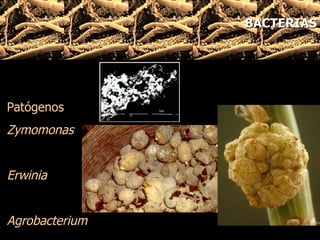 Patógenos Zymomonas   Erwinia Agrobacterium BACTERIAS 