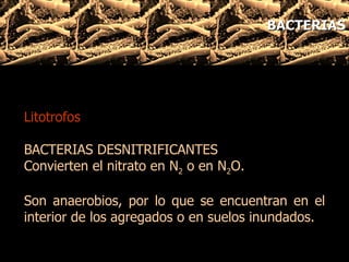 Litotrofos BACTERIAS DESNITRIFICANTES Convierten el nitrato en N 2  o en N 2 O.  Son anaerobios, por lo que se encuentran en el interior de los agregados o en suelos inundados. BACTERIAS 
