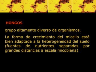 grupo altamente diverso de organismos.  La forma de crecimiento del micelio está bien adaptada a la heterogeneidad del suelo  ( fuentes de nutrientes separadas por   grandes distancias a escala micobiana ) HONGOS 