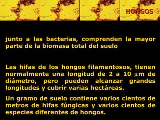 junto a las bacterias, comprenden la mayor parte de la biomasa total del suelo Las hifas de los hongos filamentosos, tienen normalmente una longitud de 2 a 10   m de diámetro, pero pueden alcanzar grandes longitudes y cubrir varias hectáreas.  Un gramo de suelo contiene varios cientos de metros de hifas fúngicas y varios cientos de especies diferentes de hongos.  HONGOS 