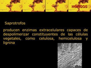 Saprotrofos   producen enzimas extracelulares capaces de despolimerizar constituyentes de las células vegetales, como celulosa, hemicelulosa y lignina   HONGOS 