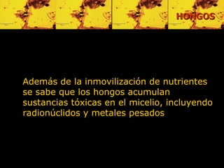 Además de la inmovilización de nutrientes se sabe que los hongos acumulan sustancias tóxicas en el micelio, incluyendo radionúclidos y metales pesados   HONGOS 