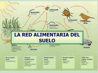 LA RED ALIMENTARIA DEL SUELO 
