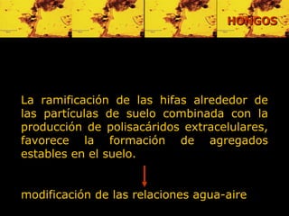 HONGOS La ramificación de las hifas alrededor de las partículas de suelo combinada con la producción de polisacáridos extracelulares, favorece la formación de agregados estables en el suelo.  modifica ción de  las relaciones agua-aire   