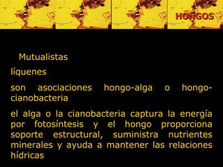 Mutualistas   líquenes son asociaciones hongo-alga o hongo-cianobacteria el alga o la cianobacteria captura la energía por fotosíntesis y el hongo proporciona soporte estructural, suministra nutrientes minerales y ayuda a mantener las relaciones hídricas  HONGOS 