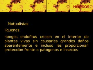 Mutualistas   líquenes hongos endo f itos crecen en el interior de plantas vivas sin causarles grandes daños aparentemente e incluso les proporcionan protección frente a patógenos e insectos  HONGOS 