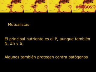 Mutualistas   El principal nutriente es el P, aunque también N, Zn y S, Algunos también protegen contra patógenos   HONGOS 