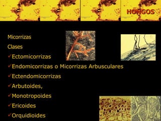 Micorrizas Clases Ectomicorrizas Endomicorrizas o Micorrizas Arbusculares Ectendomicorrizas Arbutoides,  Monotropoides Ericoides  Orquidioides HONGOS 