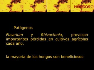 Patógenos   Fusarium  y  Rhizoctonia , provocan importantes pérdidas en cultivos agrícolas cada año,  la mayoría de los hongos son beneficiosos  HONGOS 