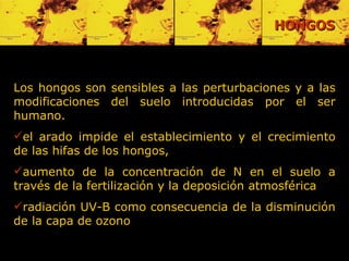 Los hongos son sensibles a las perturbaciones y a las modificaciones del suelo introducidas por el ser humano.  e l arado impide el establecimiento y el crecimiento de las hifas de los hongos,  aumento de la concentración de N en el suelo a través de la fertilización y la deposición atmosférica radiación UV-B como consecuencia de la disminución de la capa de ozono HONGOS 