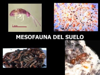 MESOFAUNA DEL SUELO 