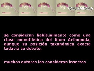 se consideran habitualmente como una clase monofilética del filum Arthopoda, aunque su posición taxonómica exacta todavía se debate.  m uchos autores las consideran insectos   COLLEMBOLA 