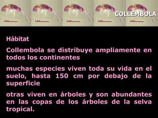 Hábitat Collembola se distribuye ampliamente en todos los continentes m uchas especies viven toda su vida en el suelo, hasta 150 cm por debajo de la superficie otras viven en árboles y son abundantes en las copas de los árboles de la selva tropical.  COLLEMBOLA 