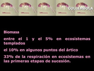 Biomasa entre el 1 y el 5% en ecosistemas templados el 10% en algunos puntos del ártico  33% de la respiración en ecosistemas en las primeras etapas de sucesión.  COLLEMBOLA 