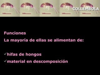 Funciones La mayoría de ellas se alimentan de :   hifas de hongos  material en descomposición COLLEMBOLA 