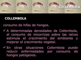 COLLEMBOLA consumo de hifas de hongos.  A determinadas densidades de Collembola, el consumo de micorrizas sobre las raíces estimula el crecimiento del simbionte y mejorar el crecimiento vegetal.  En otras situaciones Collembola puede reducir enfermedades por consumo de hongos patógenos. COLLEMBOLA 