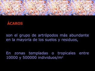 ÁCAROS son el grupo de artrópodos más abundante en la mayoría de los suelos y residuos,  En zonas templadas o tropicales entre 10000 y 500000 individuos/m 2   
