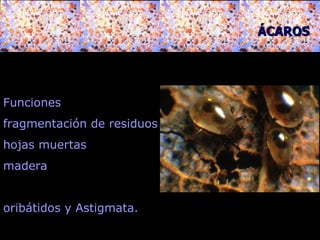 Funciones fragmentación de residuos  hojas muertas  madera  oribátidos y Astigmata.  ÁCAROS 